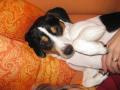 rofler