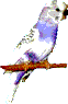 tschini_2903