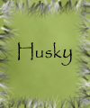 Der_graue_Husky