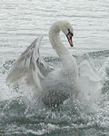 pessi55