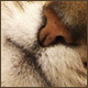 frostherz
